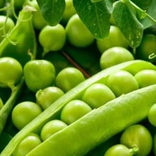 King of Peas large size / Sultanı Bezelye (GANIYY)