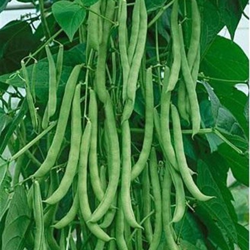 Pole Beans / Sırık Fasolye ( GANIYY)