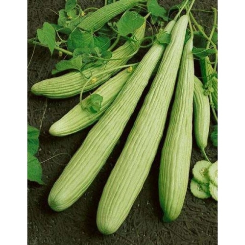 Long Pickling Cucumbers/ ACUR  ( GANIYY)