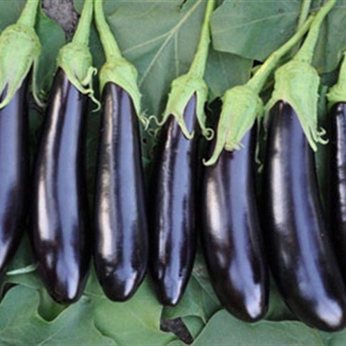 Egg Plant Black long / Kemer (GANIYY)