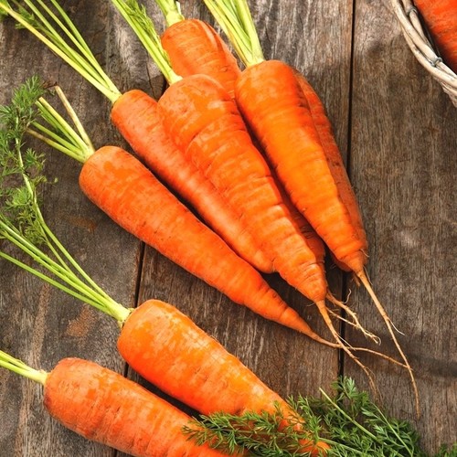 Carrots super sweet / HAVUÇ GaNNiy