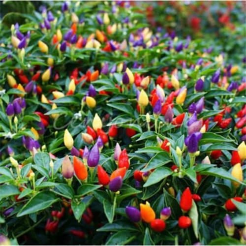 Acı Cin Biber Colorful hot (Genta)