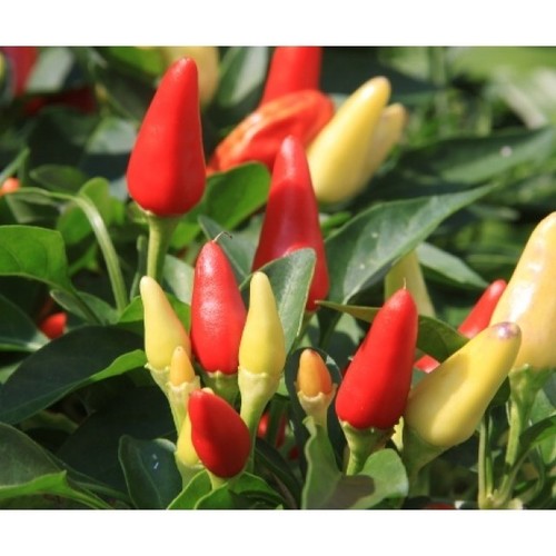 Acı Cin Biber Colorful hot (Genta)