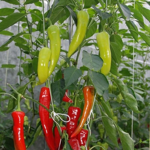 Charleston Pepper / Çarliston Biber (GANIYY)