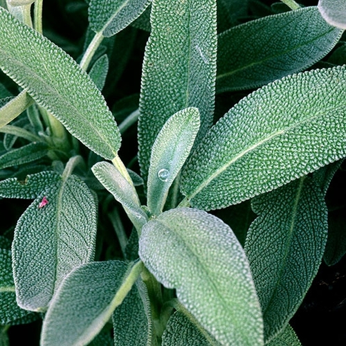 Sage / Ada Çayı ( GIANNY)