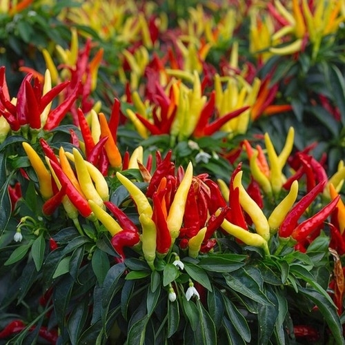 Arnavut Biberi / Colorful Pepper (GENTA)