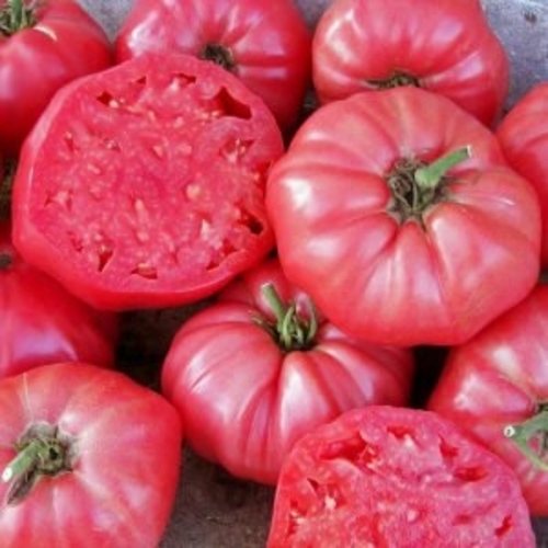 Pembe Tomato Giant / Pembe Domatesi (GANIYY)