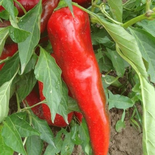 Paprika Numex R. Naky Pepper - The NuMex R Naky chile is an Anaheim-type hybrid created by Dr. Nakayama of New Mexico State University in 1985. It comes from the mix of the Rio Grande 21 pepper, the New Mexico 6-4, and a Bulgarian paprika. The fruit grows to 5-6 inches and has a mild flavor. In comparison, the New Mex R Naky prodices significantly more volume per acre than the New Mexico 6-4, and has a brighter red color. They grow best in hot, dry climates.