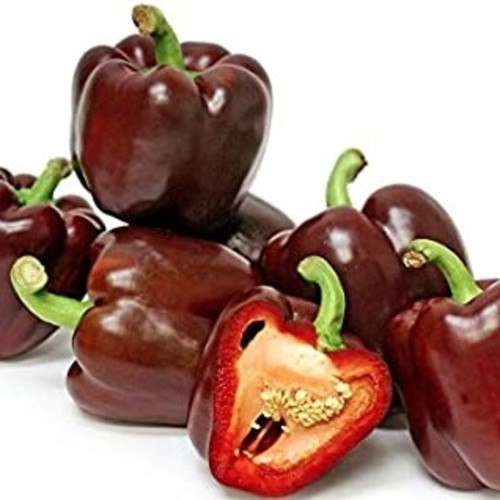 sweet Chocolate Bell sandia - DESCRIPTIONThis uniquely-coloured, early-fruiting, sweet and delicious mild-flavoured pepper has thick-walled red flesh, and when ripe turns a gorgeous chocolate-brown on the outside. Ideal for Northern gardeners. (60-80 days from transplanting. Heat-0)SOWING ADVICESurface-sow or barely cover the seeds indoors, and keep warm and moist. When sprouts appear move them to a sunny window. Set out well-developed transplants after last frost date when weather is warm. Peppers need rich moist soil and warm sunny conditions to flourish. Best sown in early spring.