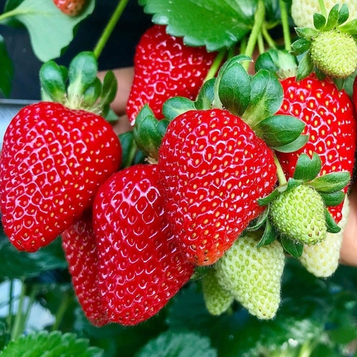 Strawberry Fragaria Hybrid large( Ganny)