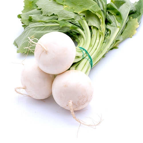 white Radish / Beyaz Turp  GANIYY