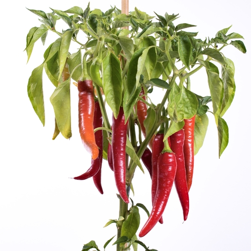 Hot Chilli Pepper / ACI Biber (Genta)