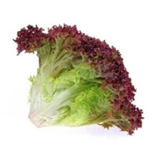 Akdeniz Kivircik Marul / Colored curly lettuce (GANIYY)