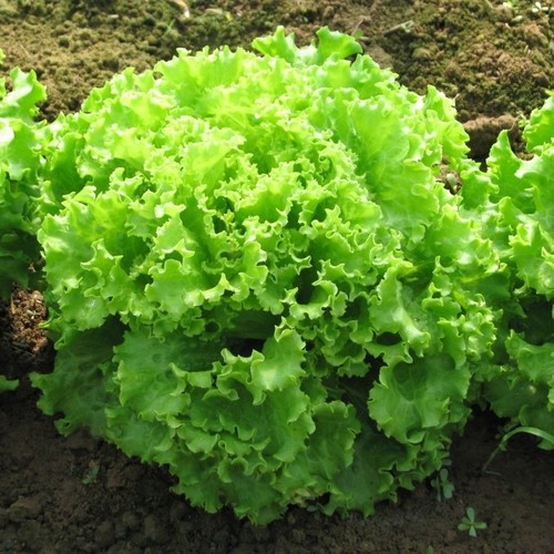 Curly Lettuce Green / Arap Saçı (GANIYY)