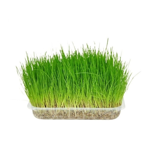 Cat Grass / Kedi Otu ( GANIYY)