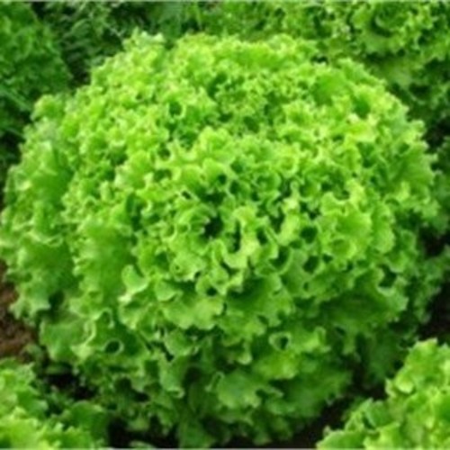 Curly Lettuce / Kivircik Marul (GANIYY)