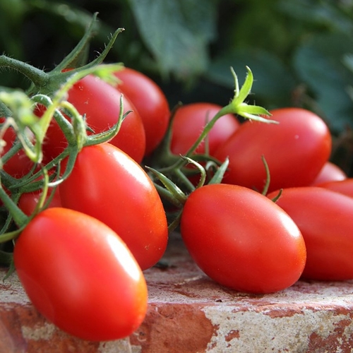 Italian Sobre Rio  Tomato super sweet / Sobe Rio  Domates ( GANIYY)