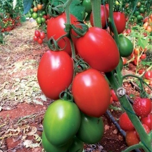 طماط سوبي ريو ايطالي سويت  انتاج غزير جدا