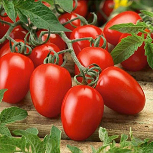 طماط سوبي ريو ايطالي سويت  انتاج غزير جدا