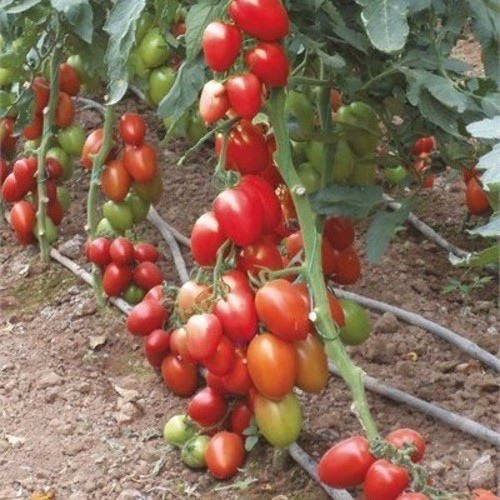 طماط سوبي ريو ايطالي سويت  انتاج غزير جدا