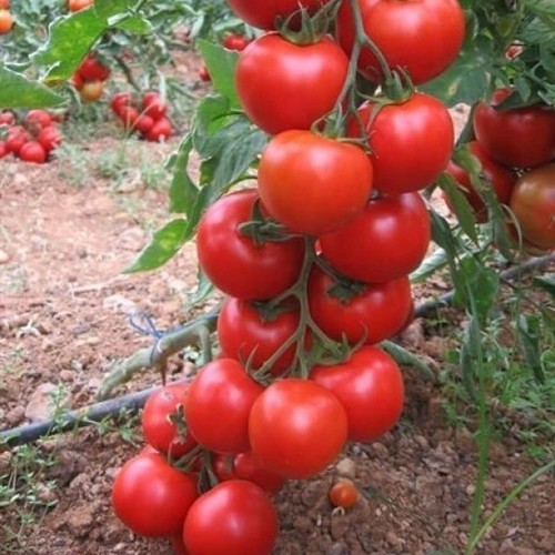 Half Pole Tomato ( Short) / Yarım Sırık Domates ( Genta )