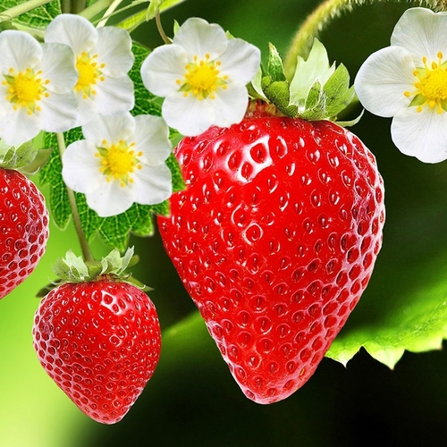 Everbearing Strawberry / Yediveren Çilek (GANIYY)