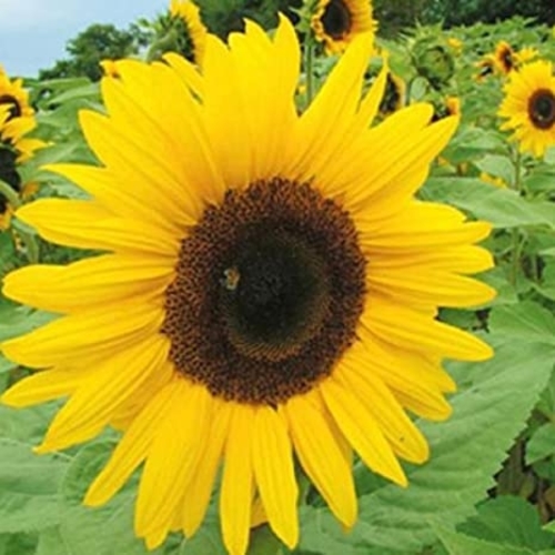 Sunflower Giant / Ayçiçeği (GANIYY)