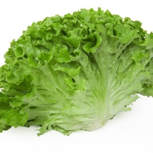 lettuce Turkish / Marul Kiviricik