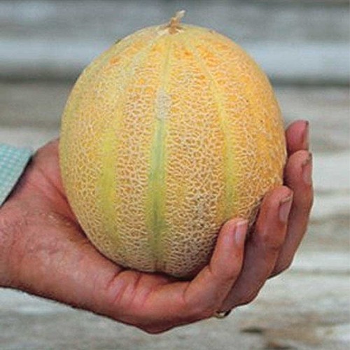 Minnesota Midget Melon