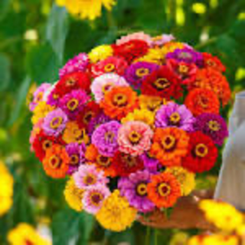 Zinnia Mixed Colors GaniYY - Our most popular zinnia with multicolored double blooms; a cut-flower fave Tall-growing annual with bright, large, multi-colored blooms Popular variety that\