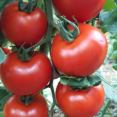 Salkim Tomato /  Salkim Domates F1 - Fruit of excellent size, color and quality   The fruit is round and in shape.. Addressing a problem in abundant production.    140-160 fruit weight gr   Suitable for cultivation with soil and without soil
5 grams Packet