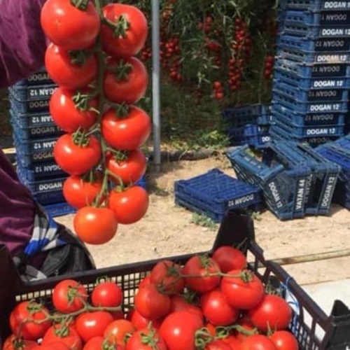 Salkim Tomato /  Salkim Domates F1