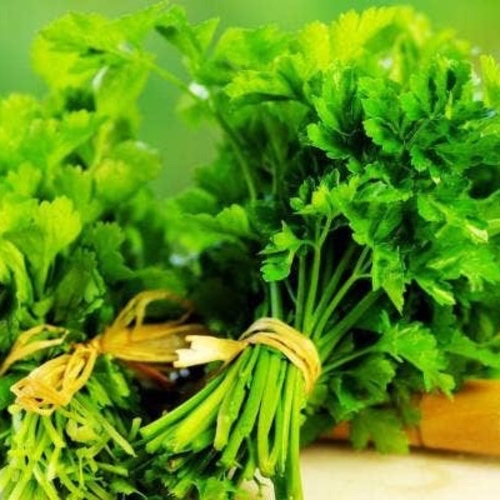 Coriander/ Cilantro  / Kışnış  ( Ganiyy)