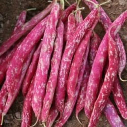 borlotti Beans / Barbunya Keklik (Ganniy)