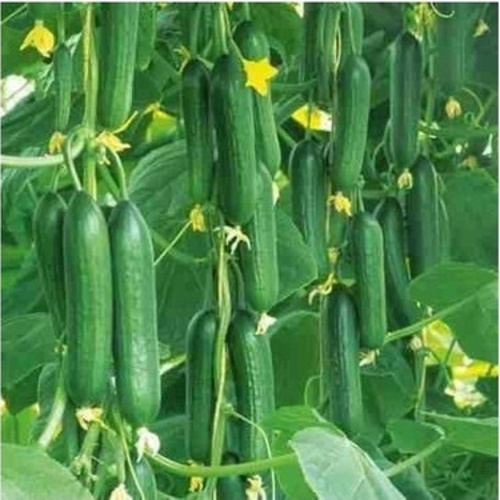 cucumber chengelkoy / Çengelkoy (Ganniy)