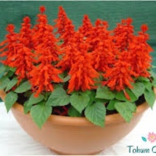 Salvia Red Fire Flower / Ateş Çiçeği (Ganiyy) - سالفيا سبليندينز الأحمر
  كمية البذور: 50 بذرة
  نبات سالفيا سبليندينز الأحمر هو نبات أزهار على مدار العام بأوراق خضراء كثيفة تزرع عادة من أجل أزهارها ذات الألوان الزاهية الكثيفة.  الزهور طويلة الأنابيب بألوان زاهية في السيقان المنتصبة السميكة فوق أوراق الشجر الخضراء الداكنة.
   إنه جيد لمصنع الفراش الاستوائي لحديقتك.
  تبدأ النباتات في الازدهار عندما تكون صغيرة.
  ينمو جيدًا في الشمس الكاملة.
  تحتاج البذور إلى الضوء لتنبت ويجب أن تزرع فوق التربة وتبقى رطبة حتى الإنبات والتي تستغرق عادةً ما يصل إلى 15 يومًا.
  ارتفاع النبات: من 12 إلى 18 بوصة وعرضها 12 بوصة.
  يتطلب ضوء الشمس الكامل / الجزئي