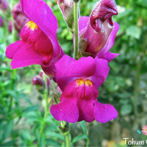 Snap Dragon Flower / aslanağiz çiçeği (Ganiyy)