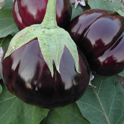 Round Egg plant / Patlıcan Topan (Ganıyy)