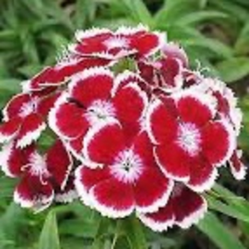 Chinese Carnation Flower / Çon Karanfili (Ganiyy)