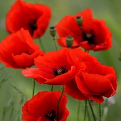 wild Red Rose / Poppy Rose / Gelincik Çiçeği (Ganiyy)