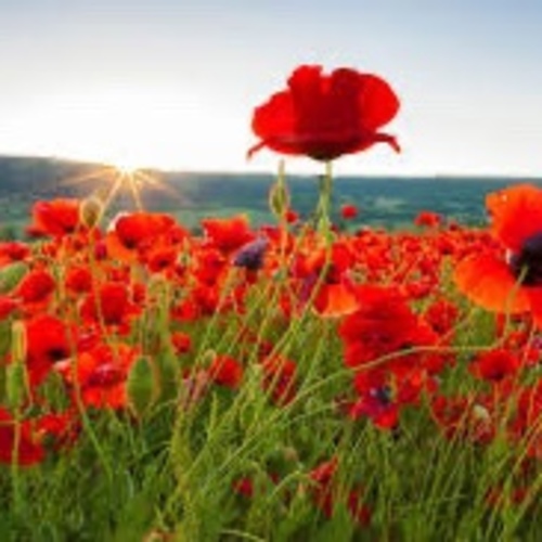 wild Red Rose / Poppy Red Corn/ Gelincik Çiçeği (Ganiyy) or Valley Green