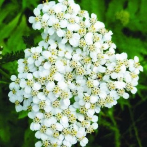 milfoil /Yarrow Flower / Kandil Çiçeği (Ganiyy) - White YarrowAchillea millefolium

Also referred to as ' Yarroway', 'Milfoil' or simply 'Yarrow', 'White Yarrow' has had a lot of interesting common names over the centuries. Alluding to its traditional medicinal usage, it was called, 'Soldier's Woundwort', 'Knight's Milfoil', Carpenter's Weed', Bloodwort', and 'Herba Militaris', among others.[1] Its botanical name, Achillea, is said to be derived from the ancient story of how Achilles, during the Trojan War, used the leaves of the plant to stop the bleeding of his fellow soldiers.