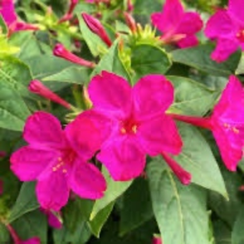 Marvel of Peru Flower mix/ Karışık Akşamsefası (Ganiyy) - mirabilis jalapa flower Mirabilis Jalapa is known as a 4 o’ clock plant because its flowers bloom late in the afternoon by around 4 pm. These tubular-shaped flowers bloom in shades of white, pink, red, yellow and are also bi-colour like white and red and give strong fragrance and close by the next morning. The name of this plant is a mix of two names. In Latin, Mirabilis means amazing, and Jalapa is the capital city of Mexico’s Veracruz.