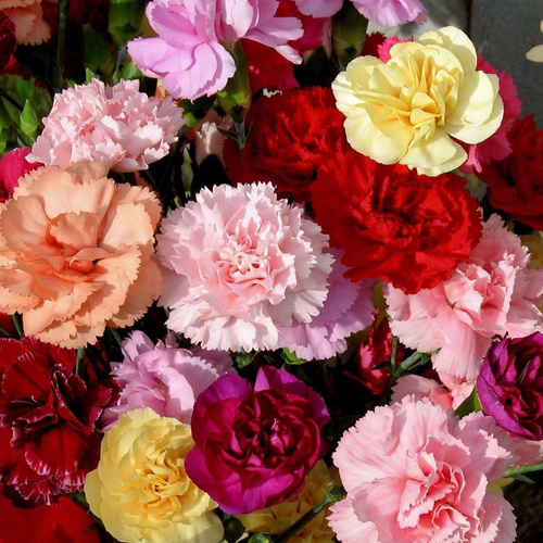 Carnation mix / Karanfil çiçeği (Ganiyy)