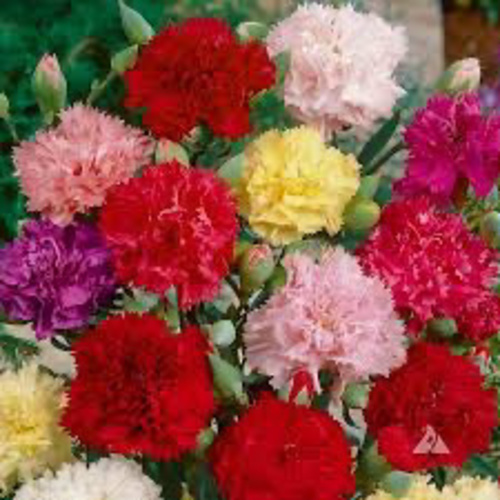 Carnation mix / Karanfil çiçeği (Ganiyy)