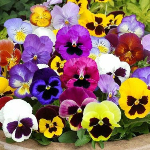 Canterbury bells / Menekşe Çiçeği (Ganiyy) - PRODUCT DESCRIPTION It is the easiest type of ornamental plant to grow in pots in the garden in the park.  It is shade and sun resistant.  In this regard, it can be easily grown all over the world.  It is easy to care for.  It is a plant that does not require much effort.  It is one of the best aspects that it does not require much care.  OCTOBER It can be planted outdoors in sowing time, in February, March, April, May, September and October, indoors in winter months when suitable conditions are provided.  The germination environment temperature is 20-22, the germination period is 14-21 days.  The germination soil should not be too watery, it should be slightly moist.  Germination is done wherever there is light.  GROWING When the germinated seedlings reach 10-15 cm, staggering should be done.  Irrigation of the seedling soil should be done by hand spraying.  Before putting the seedlings into direct sunlight, let them get used to the external conditions for 10-15 days in a semi-shade environment.  It should be grown in places that receive full sun during the day.  PRODUCT DESCRIPTION It is the easiest kind of ornamental plant to grow in the park in the pot in the garden.It is resistant to the shadow and the sun.  It is easy to grow.  The building is easy.  Fatal care is the end of the most beautiful aspects.  OCTOBER October time outdoor, February, March, April, May, September and October When the appropriate amount is provided, the indoor can be planted every winter.  The germination temperature is 20-22 days germination period 14-21 days.  The germination soil should not be very watery, it should be slightly moist.  germination is done everywhere.  elg GROWING When germinated fidelity is 10-15 cm, confusion should be done.  Fide land The water should be made with hand fisfi.  first try to get used to the outside conditions for 10-15 days in semi-shadow environment.It should be raised in sunlight areas during the day.  Expiry Date: 12/2025 Germination: 98%