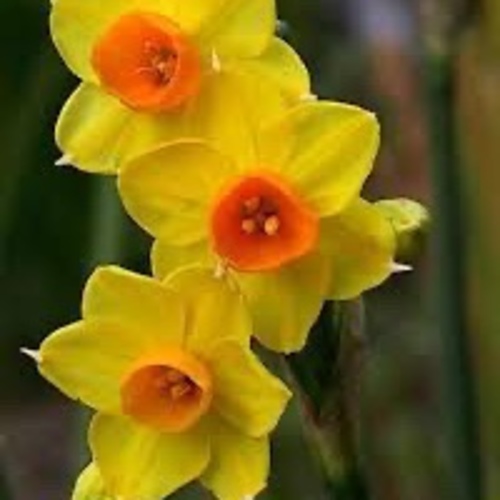 Daffodil Flower / Nergis Çiçeği (Ganiyy) - PRODUCT DESCRIPTION It is the easiest type of ornamental plant to grow in pots in the garden in the park.  It is shade and sun resistant.  In this regard, it can be easily grown all over the world.  It is easy to care for.  It is a plant that does not require much effort.  It is one of the best aspects that it does not require much care.  OCTOBER It can be planted outdoors in sowing time, in February, March, April, May, September and October, indoors in winter months when suitable conditions are provided.  The germination environment temperature is 20-22, the germination period is 14-21 days.  The germination soil should not be too watery, it should be slightly moist.  Germination is done wherever there is light.  GROWING When the germinated seedlings reach 10-15 cm, staggering should be done.  Irrigation of the seedling soil should be done by hand spraying.  Before putting the seedlings into direct sunlight, let them get used to the external conditions for 10-15 days in a semi-shade environment.  It should be grown in places that receive full sun during the day.  PRODUCT DESCRIPTION It is the easiest kind of ornamental plant to grow in the park in the pot in the garden.It is resistant to the shadow and the sun.  It is easy to grow.  The building is easy.  Fatal care is the end of the most beautiful aspects.  OCTOBER October time outdoor, February, March, April, May, September and October When the appropriate amount is provided, the indoor can be planted every winter.  The germination temperature is 20-22 days germination period 14-21 days.  The germination soil should not be very watery, it should be slightly moist.  germination is done everywhere.  elg GROWING When germinated fidelity is 10-15 cm, confusion should be done.  Fide land The water should be made with hand fisfi.  first try to get used to the outside conditions for 10-15 days in semi-shadow environment.It should be raised in sunlight areas during the day.  Expiry Date: 12/2025 Germination: 98%