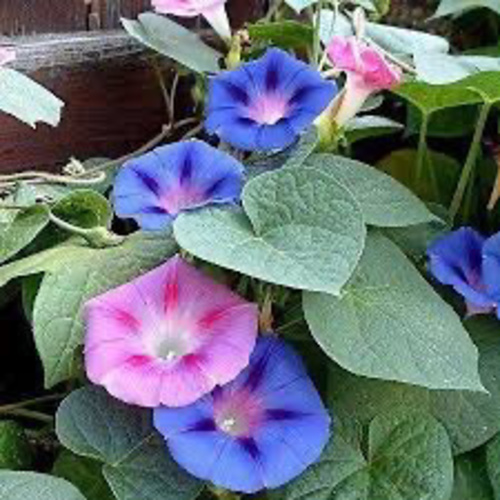 Morning Glory Colored / Sarmasık çiçeği (Ganiyy)