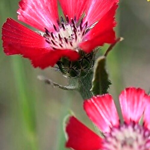 Red Aster  Daisy/ Love Flower / Sevgi Çiçeği (Ganiyy)