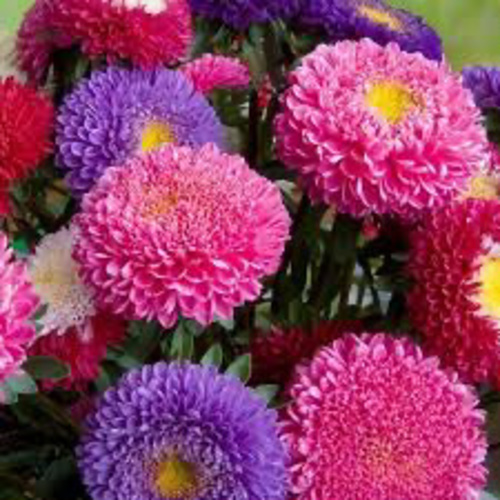 Mixed aster flower / Top Papatya  (Ganiyy)